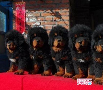 【华体会体育hth官方网站】巴索戈戴帽 建业3-1胜韩国安阳FC(图1) 华体会体育hth官方网站