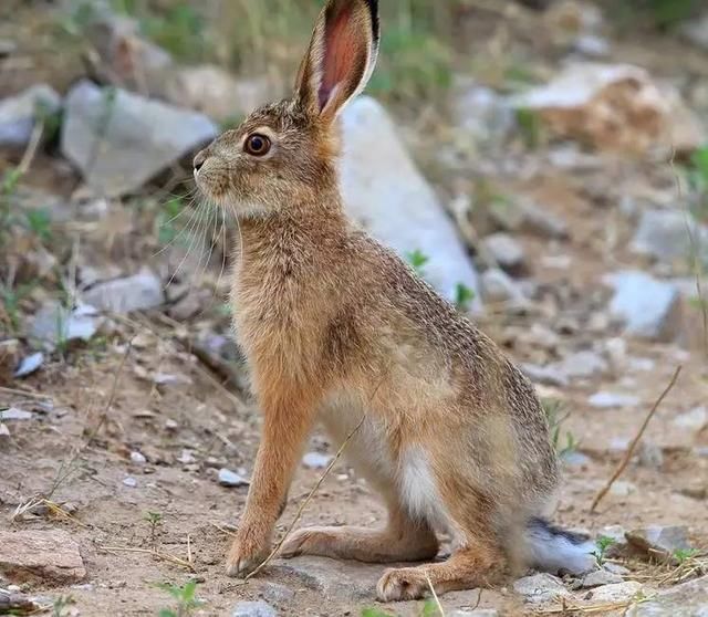 华体会体育hth官方网站|小基耶萨:希望在佛罗伦萨效能很多年(图2) hth官网入口