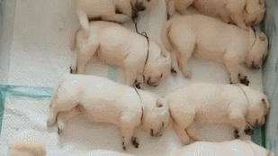 地板铺装重视细节 细枝末节需高度重视|华体会体育hth官方网站(图3) 华体会体育hth官方网站